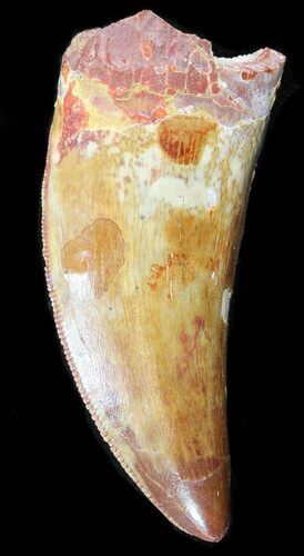 Serrated, Carcharodontosaurus Tooth #40062